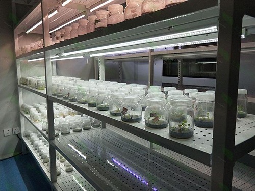 阜阳植物组织培养实验室设计建设方案